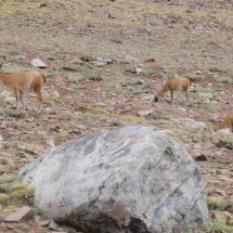 Many Guanacos at our return to the base camp Guanaquitos